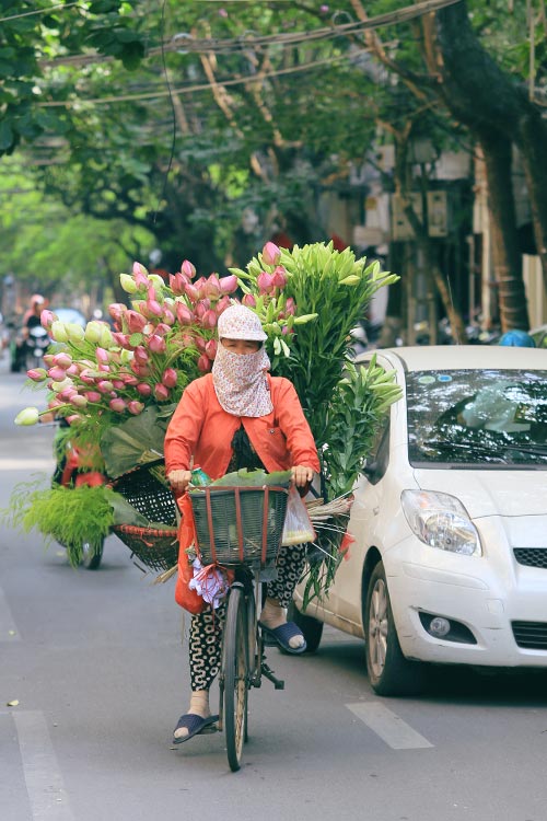 Hà Nội thơm lừng mùa sen nở