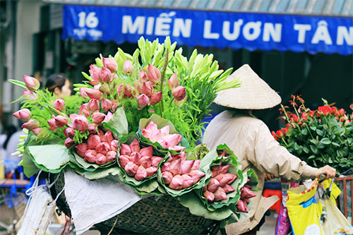 Hà Nội thơm lừng mùa sen nở