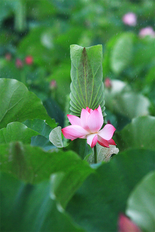 Hà Nội thơm lừng mùa sen nở