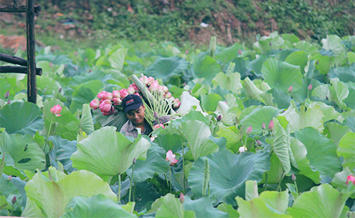 Hà Nội thơm lừng mùa sen nở