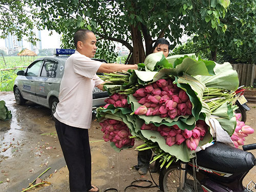 Hà Nội thơm lừng mùa sen nở