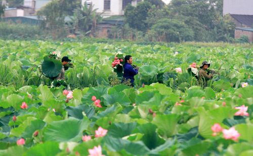 Hà Nội thơm lừng mùa sen nở