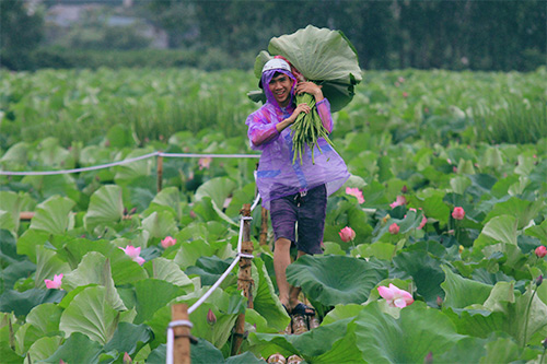 Hà Nội thơm lừng mùa sen nở